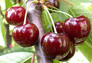 Hamma joyda shaxsiy porno Ayollar onanizm porno video