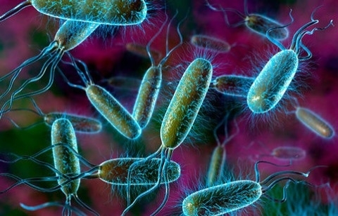 Eng xavfli bakteriyalar ro‘yxati yangilandi