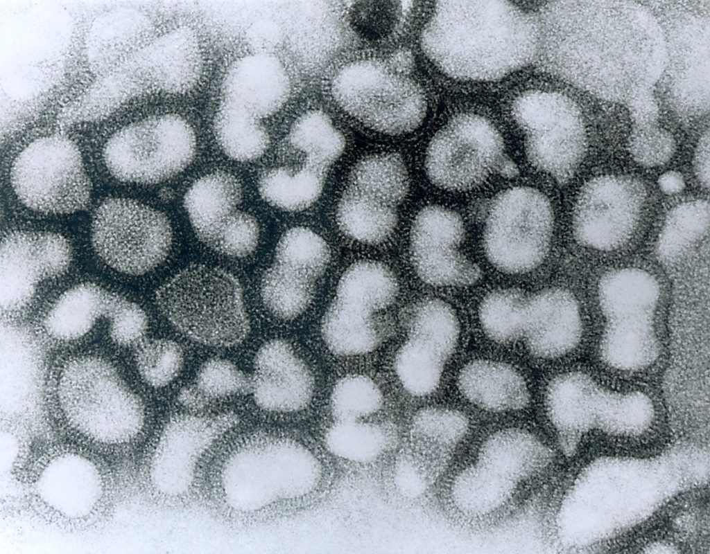 H5N1 virusi
